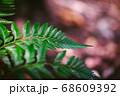fern leaf agains shallow depth of field for background 68609392