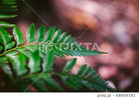 fern leaf agains shallow depth of field for background 68609392