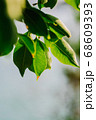 closeup pattern of leaves with backlight effect. 68609393