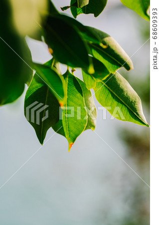 closeup pattern of leaves with backlight effect. 68609393
