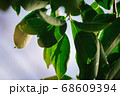 closeup pattern of leaves with backlight effect. 68609394