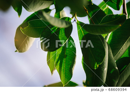 closeup pattern of leaves with backlight effect. 68609394