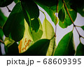 closeup pattern of leaves with backlight effect. 68609395