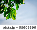 closeup pattern of leaves with backlight effect. 68609396