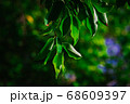 closeup pattern of leaves with backlight effect. 68609397