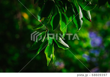 closeup pattern of leaves with backlight effect. 68609397
