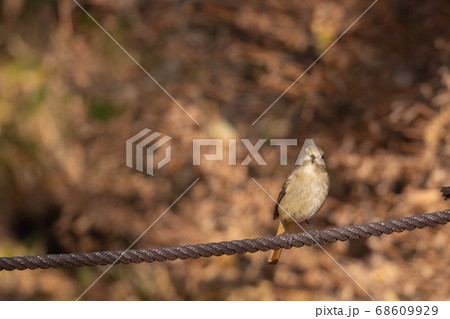 かわいい仕草の冬の渡り鳥ジョウビタキの雌 68609929