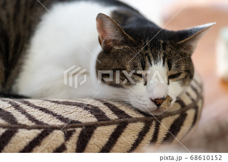 可愛い寝顔 キジトラ猫の写真素材