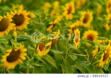 Sunflowers blooming in the field 68610527