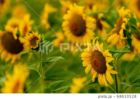 Sunflowers blooming in the field 68610528