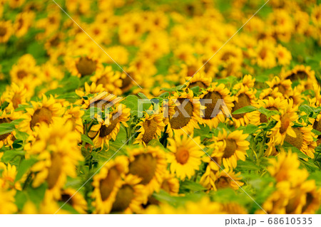 Sunflowers blooming in the field 68610535