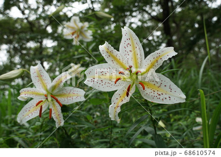 7月、茨城県潮来市の水郷県民の森に咲く山百合の花 68610574