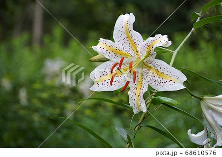 7月、茨城県潮来市の水郷県民の森に咲く山百合の花 68610576