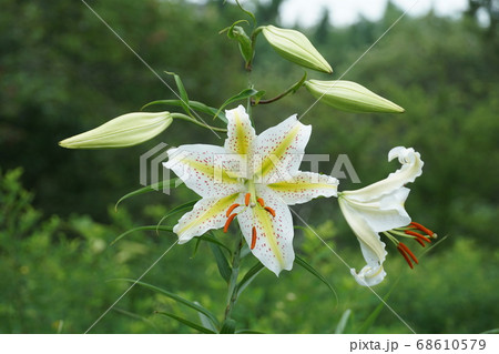 7月、茨城県潮来市の水郷県民の森に咲く山百合の花 68610579
