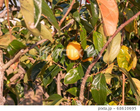 柿 渋柿 オレンジ 秋の味覚 日本の柿 国産 フレッシュ 爽やか 収穫 農家 手作り 田舎 柿 渋柿 オレンジ 秋の味覚 日本の柿 国産 フレッシュ 爽やか 収穫 農家 手作り 田舎 68610695