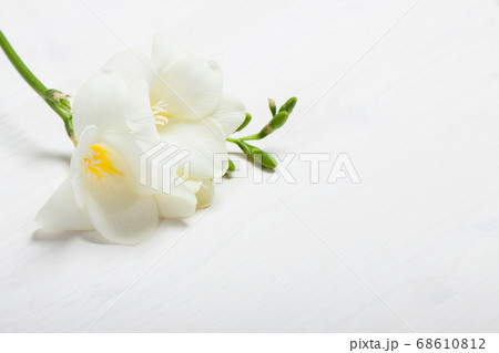 freesia on the light background freesia on the light background 68610812
