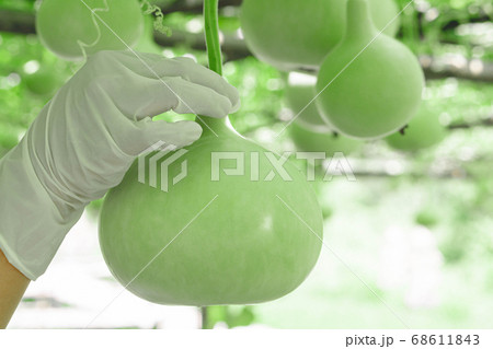 Close up woman hand holding green bottle gourd or Close up woman hand holding green bottle gourd or 68611843