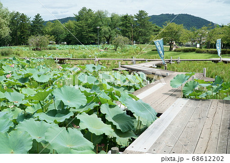 【続日本100名城】備中高松城跡 蓮池と本丸 岡山県岡山市北区 【続日本100名城】備中高松城跡 蓮池と本丸 岡山県岡山市北区 68612202