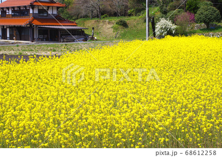 北広島町の菜の花畑の景色 68612258
