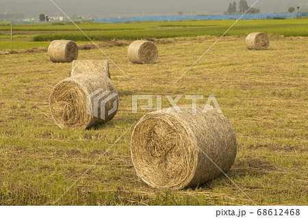 畑の麦稈ロール	 68612468