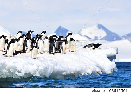 アデリーペンギン(南極) アデリーペンギン(南極) 68612561