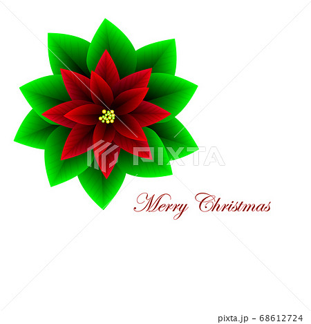 Christmas poinsettia flowers, red leaves. Design background 68612724