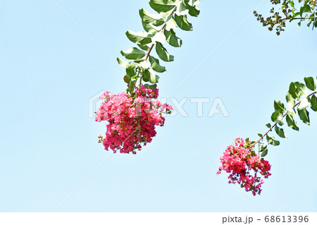 サルスベリの花 68613396