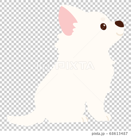 A Cute White Chihuahua Sitting Sideways Without Stock Illustration