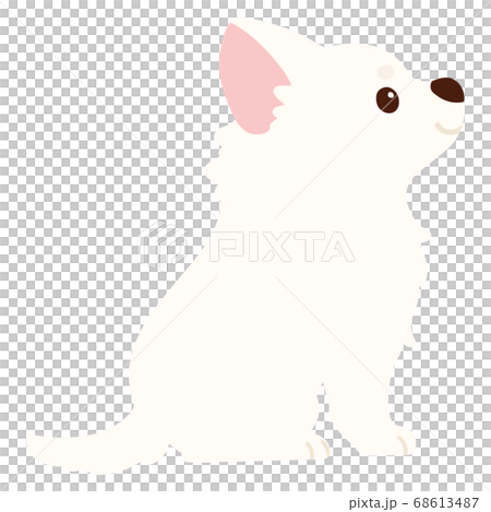 A Cute White Chihuahua Sitting Sideways Without Stock Illustration