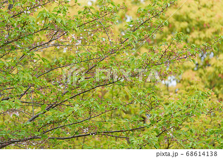 花が散った後の桜の木 花が散った後の桜の木 68614138