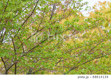 花が散った後の桜の木 花が散った後の桜の木 68614139