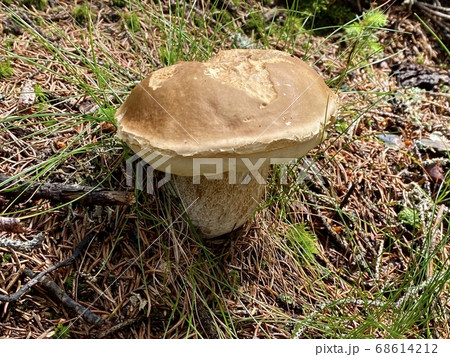 Mushroom family of boletus edulis (cep, penny bun, porcino or king bolete), usually called porcini mushroom) grows on the forest floor in summer Mushroom family of boletus edulis (cep, penny bun, porcino or king bolete), usually called porcini mushroom) grows on the forest floor in summer 68614212