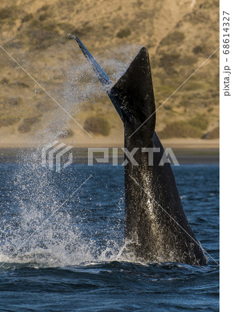 Southern Right Whale 68614327