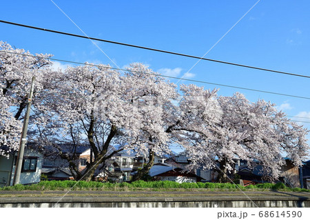 分水駅の桜(新潟県) 分水駅の桜(新潟県) 68614590