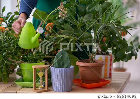 Young male gardener with plants indoors 68614698