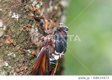 翅を怪我したアブラゼミ 68614972