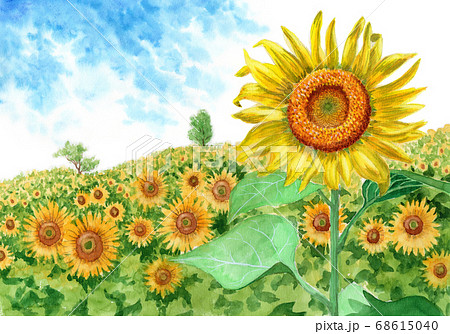 ひまわりの風景 油彩画 T. 山田、着払いでお願いします。 水彩で描いたひまわり畑と夏空のイラスト素材 [68615040] - PIXTA