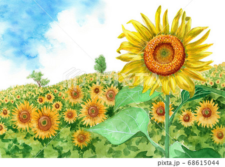 水彩で描いたひまわり畑と夏空のイラスト素材