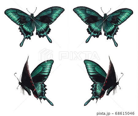 Flying Crow Swallowtail Painted In Watercolor Stock Illustration