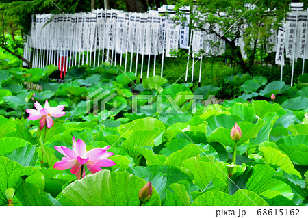 源平池の赤い蓮 68615162