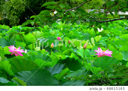源平池の赤い蓮 68615163