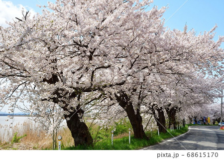 鳥屋野潟沿いの桜並木（新潟県） 68615170