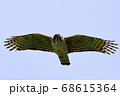 森林の王者、クマタカ 68615364
