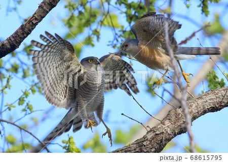 鳥類ツミ、国内最小のタカ、番で右が雄 68615795