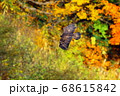 鳥類、超希少：イヌワシ、紅葉の谷間を飛翔 68615842
