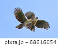 鳥類、絶滅危惧種、クマタカ番、求愛の飛翔 68616054