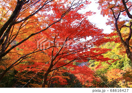 有馬温泉　鼓ケ滝公園（神戸市北区）の紅葉 68616427