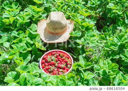 Farm strawberries in field, strawberry basket, eco food concept. the harvest of strawberries 68616504