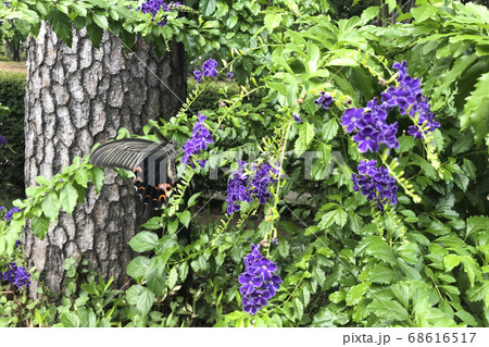 デュランタの花蜜を吸うクロアゲハの写真素材 [68616517] - PIXTA