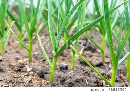 garlic plantation is cultivated in the garden. selective focus 68616592